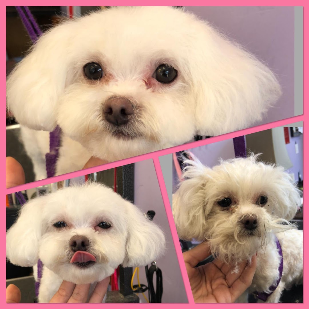 Pet Stylista