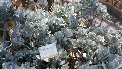 Photos of Cactus Exhibition