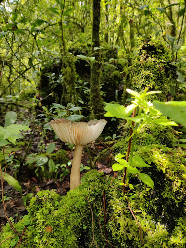 Cuevas de la Huachisca - Thumbnail