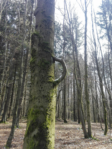 Ruhlauber - Visual