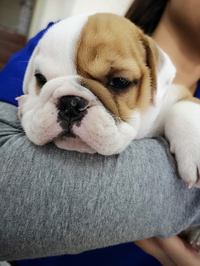 Photos of Animal Care Clinic