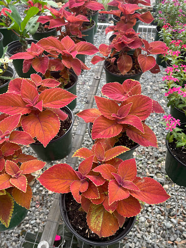mi Esperanza Garden - Thumbnail