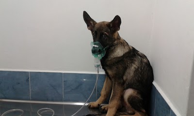Photos of Canine and Feline Veterinary Center