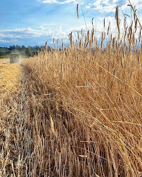 Photo n°18 de Biscuiterie Impériale à Ajaccio (Boulangerie)