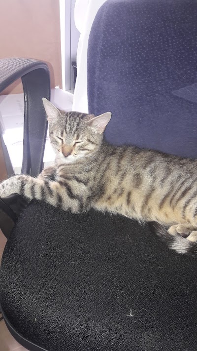 Photos of Ayazaga Veterinary Clinic