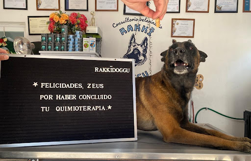 CENTRO VETERINARIO RAKKIDOGGU