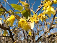 天理教日之芳分教会