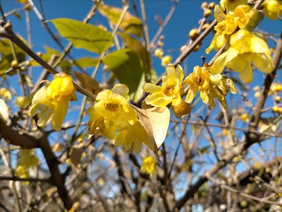 天理教日之芳分教会