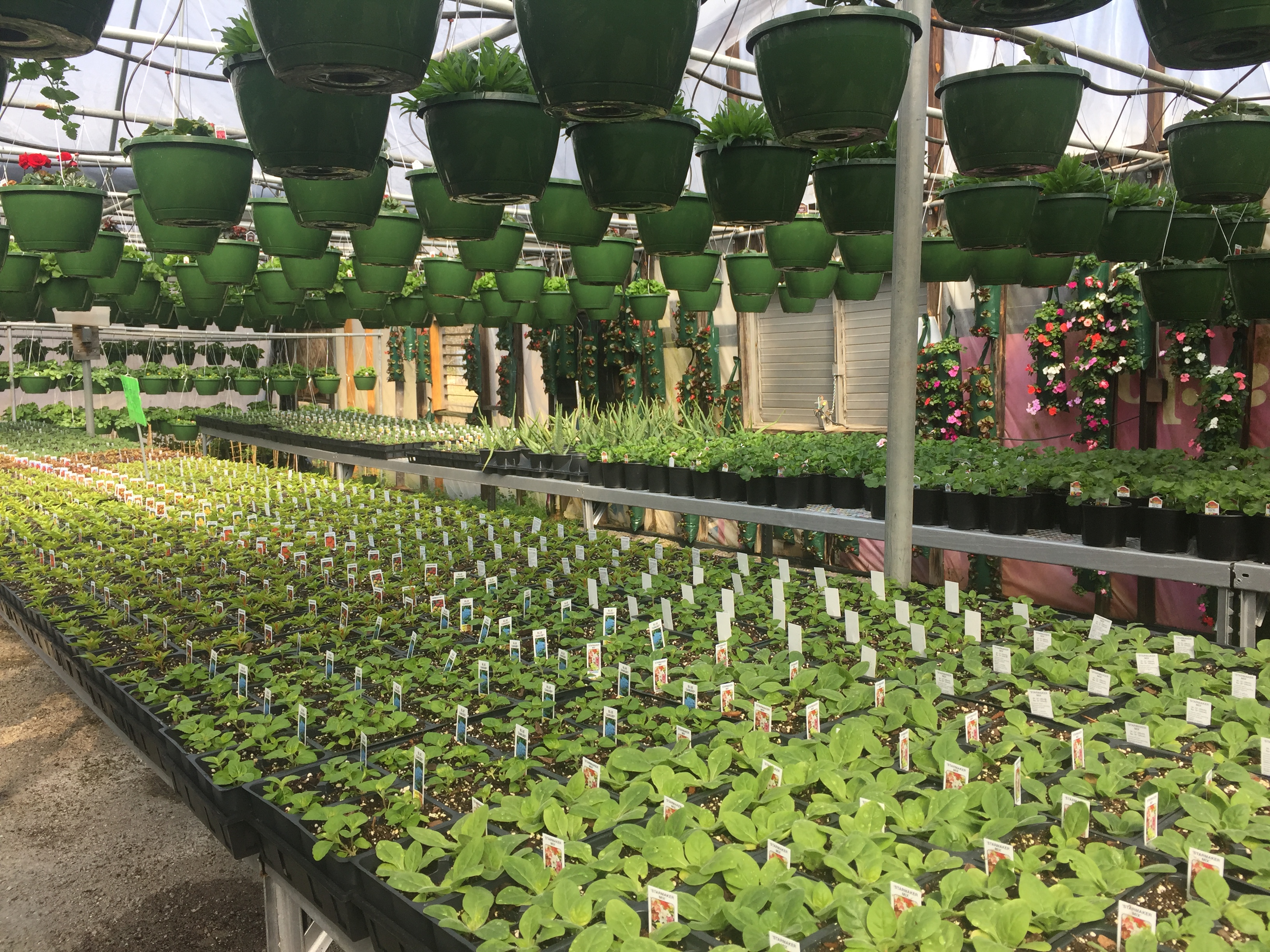 McAlister Greenhouses