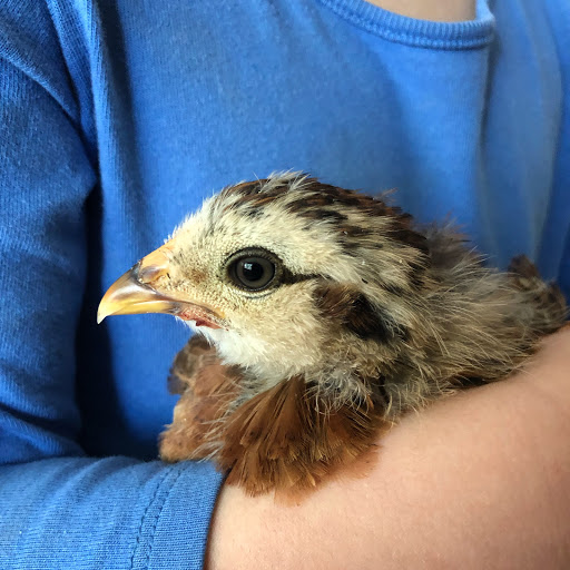 The Easy Chicken - Thumbnail