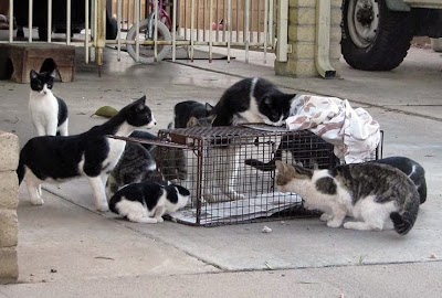 Photos of Operation Catnip of Gainesville