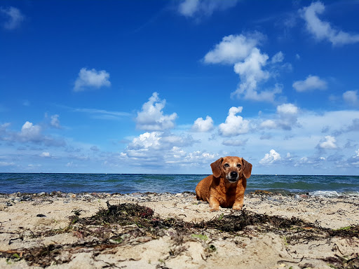Rostock Hundestrand - Thumbnail