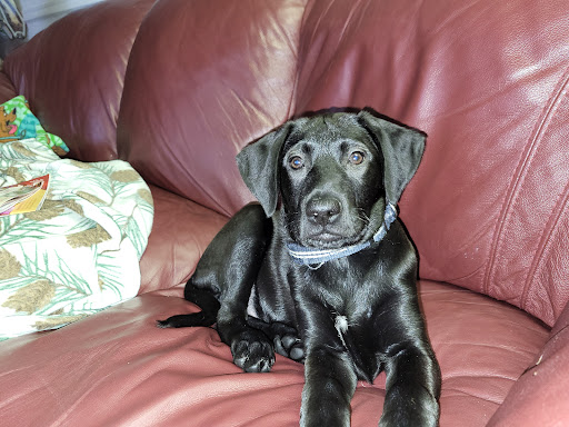 Burch Creek Animal Hospital - Thumbnail