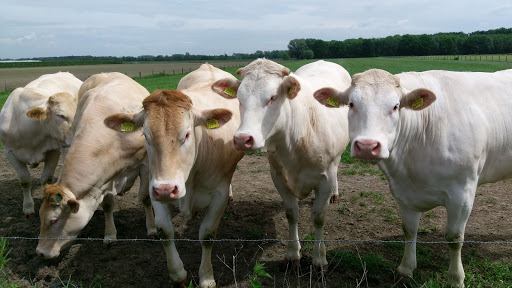 Eetvandeboer.nl | Boerderij Hoogenraad