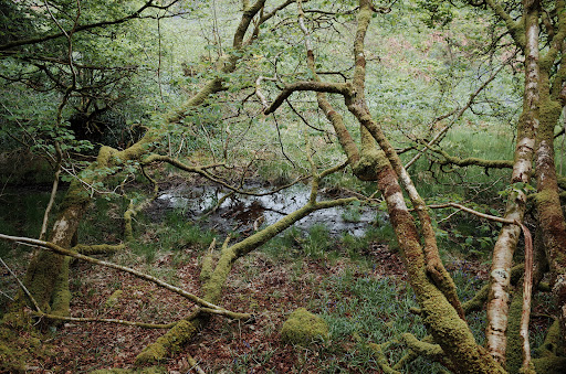 Dunollie Wood - Thumbnail