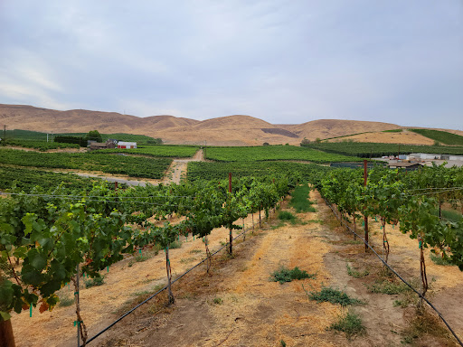 Treveri Cellars - Visual