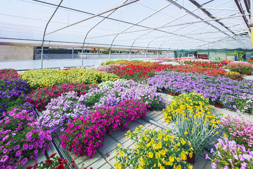 Blumen Bauer - Visual