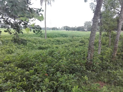 Photos of Bangladesh Agricultural Development Corporation (BADC) Jute Seed Production Farm
