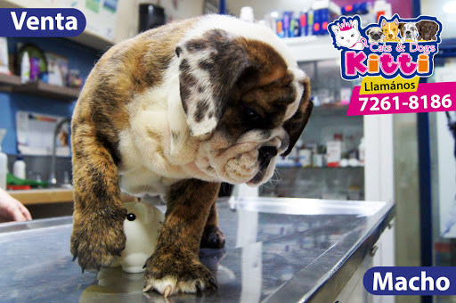 Clínica veterinaria Kitti