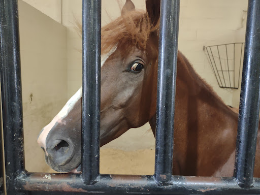 Weatherford Equine Medical Center P.C. - Thumbnail