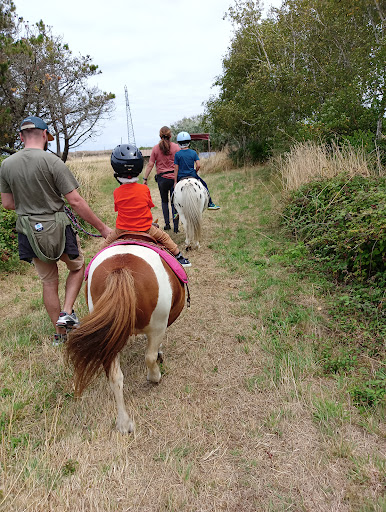 Poneys & Salicorne - Thumbnail