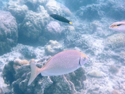 Photos of Gili Nanggu