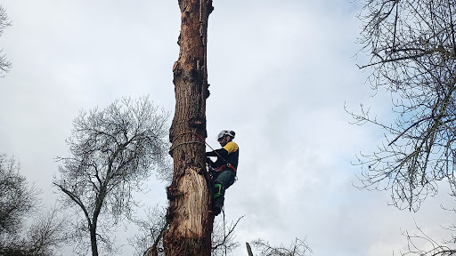 Drakaena Poda en Altura