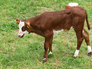 Photo n°3 de Restaurant Le Forperet à Aime-la-Plagne (Restaurant français)