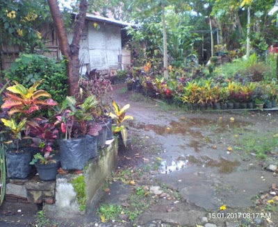 Photos of Green House "Tanaman Puringku" [Rumah Tinggal]