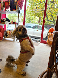 Photo n°14 de Boule de Poils à Le Poinçonnet (Toiletteur)