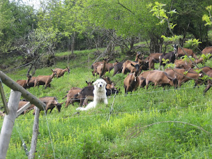 Photo n°7 de Ferme et Gîte de Rouze d'Ustou à Couflens (Élevage laitier)