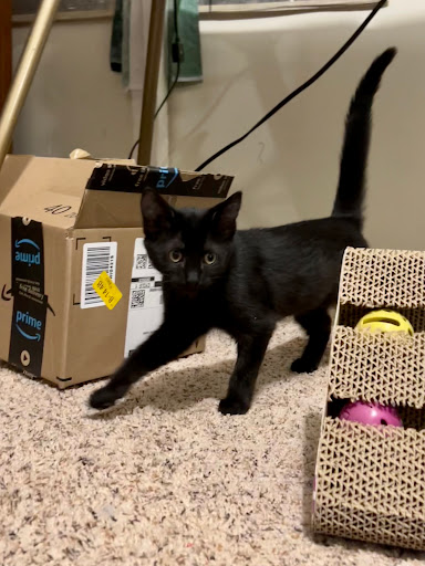 Susquehanna SPCA - Thumbnail