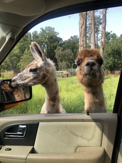 North Georgia Safari Park -Drive thru