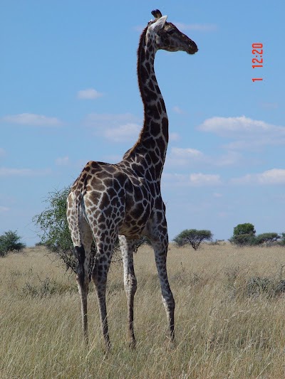 Photos of Botsalano Game Reserve