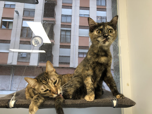 Clínica Veterinaria Babieca