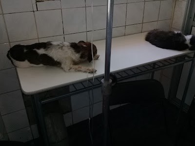 Photos of Veterinaria Italiana