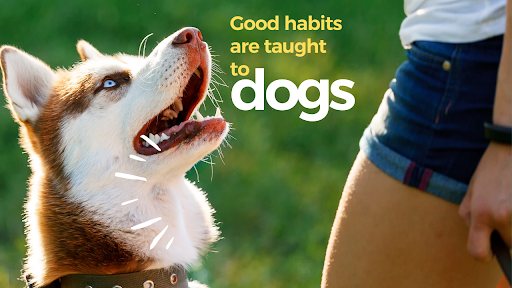 Workingdog Workouts
