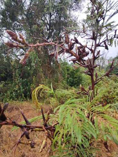 Barranca de las guacimas. - Thumbnail