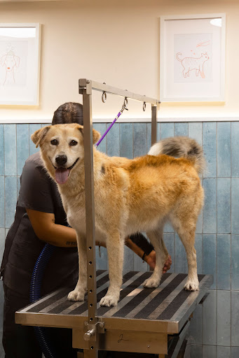 Vetalia Coapa - Hospital Veterinario