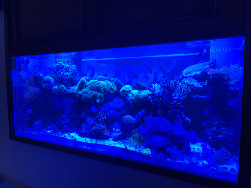 The Fishman, Custom Aquariums - Thumbnail