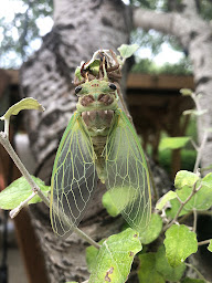 Photo n°12 de camping les ôliviers à Sahune (Terrain de camping)