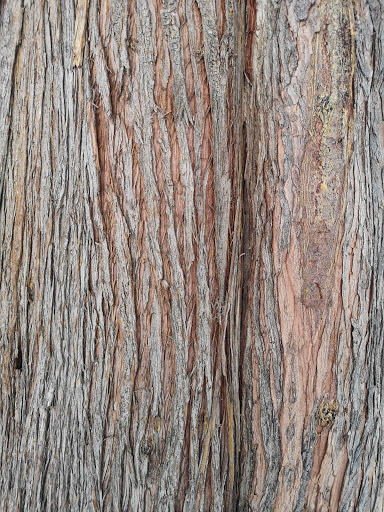 Conífera San Pedro - Thumbnail