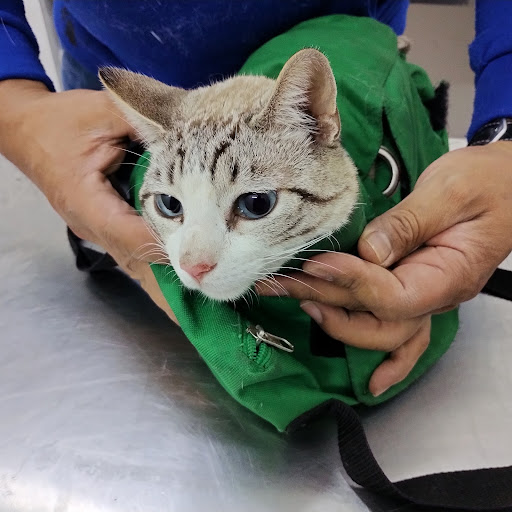 Lion's Pet Veterinaria - Thumbnail
