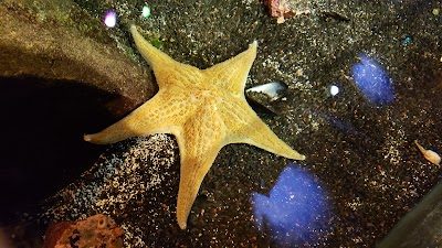 SEA LIFE Michigan Aquarium