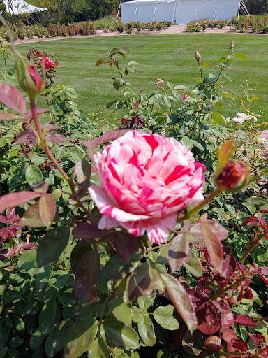 Rose Garden Thanksgiving Point Gallery - United States