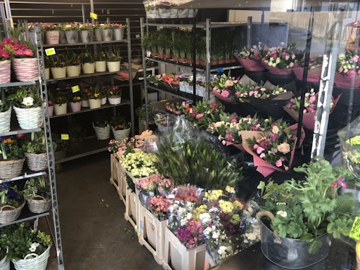 Quality Plants - Visual