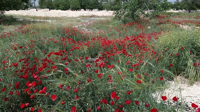 Photos of K&ouml;yt&uuml;r Kahvaltı Salonu