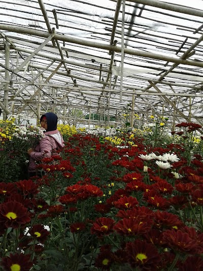 Photos of Chrysanthemum "Dhimazt"