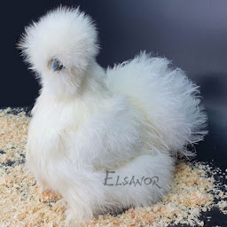 Photo n°2 de ELSANOR - Elevage sélectionneur de poules pondeuses de races à Surzur (Élevage de volailles)