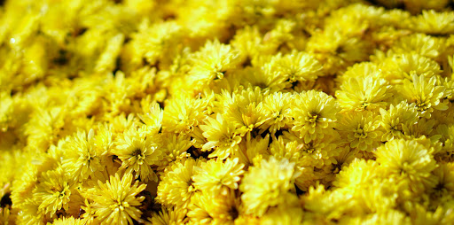 Funeraria Exequie D´Alba